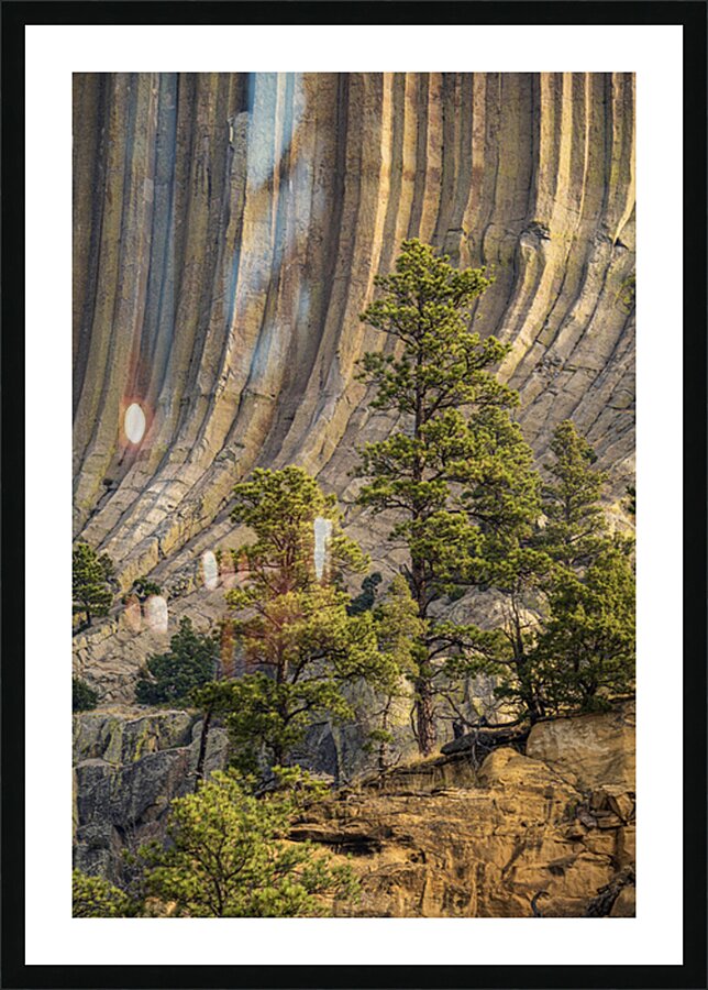Devils Tower Tree Picture Frame print