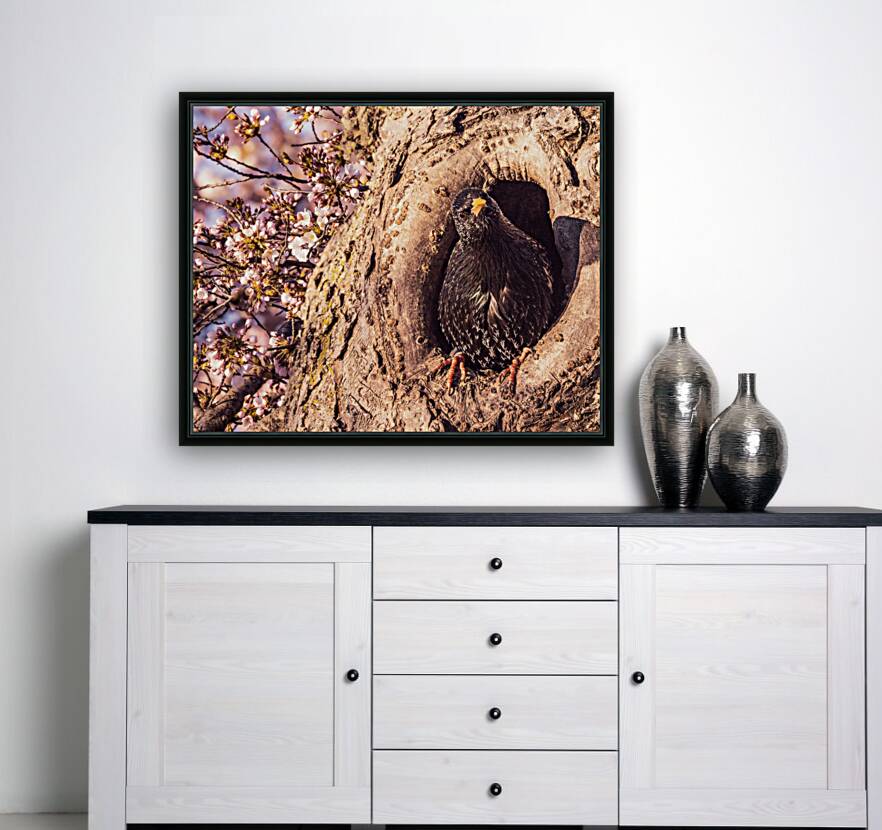 Quisitive Starling Reproduction