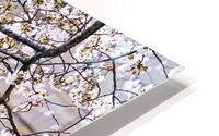 Cherry Blooms  HD Metal print