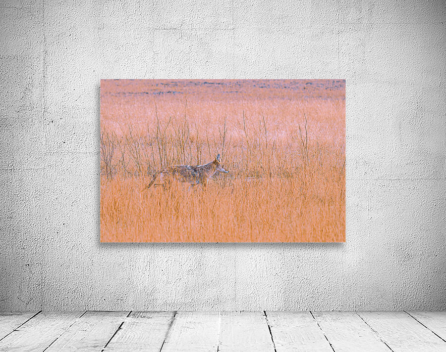 Badlands Cayote Wall Preview