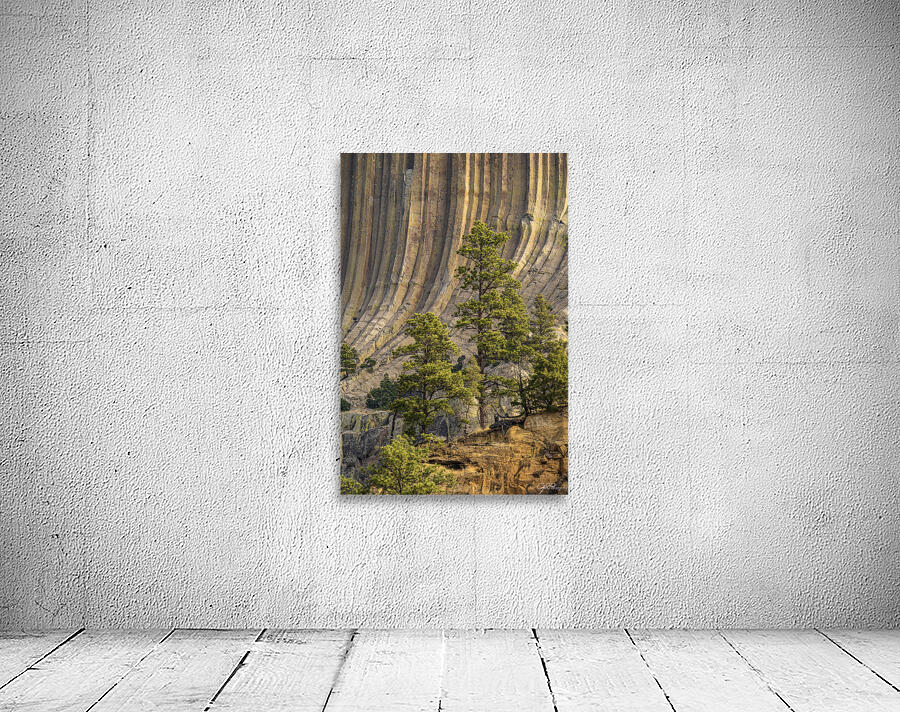 Devils Tower Tree Wall Preview