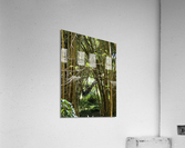 kauai Bamboo Acrylic Print