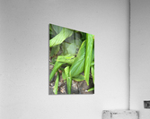 Envious Green Acrylic Print