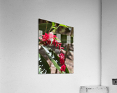 Leaning for you Acrylic Print