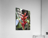 Red Pleasure Acrylic Print