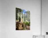 A Watchful Eye Acrylic Print