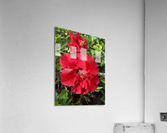 Massive Red Acrylic Print