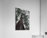 Totally Tree Acrylic Print