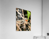 Gecko Challenge Acrylic Print