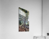 Kauai Fig Acrylic Print
