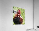 Kauai Rooster Acrylic Print