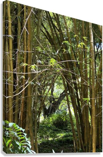 kauai Bamboo Canvas Print