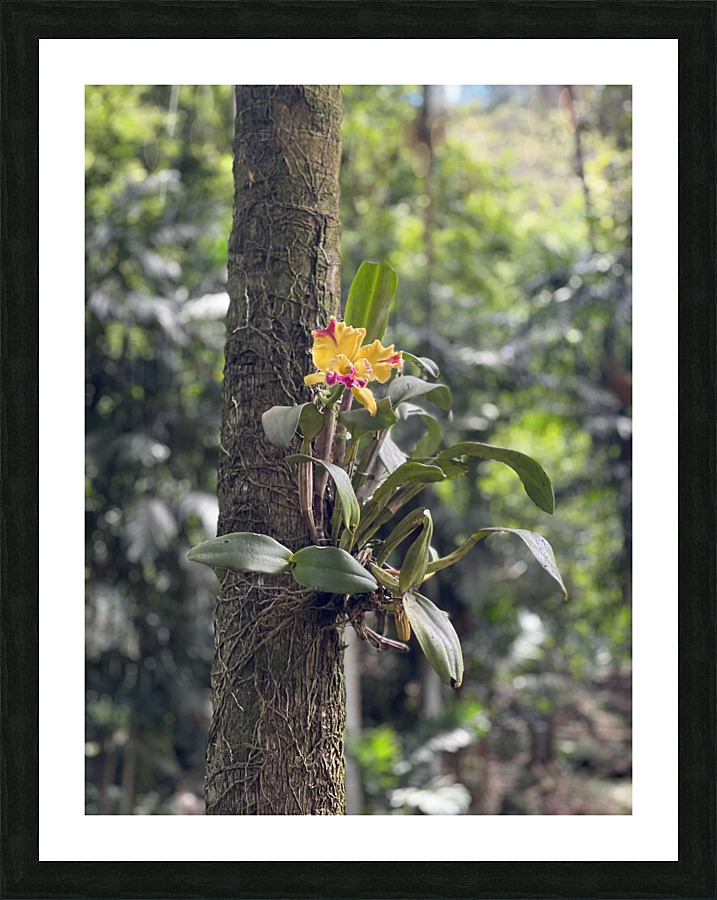 Supported Flower Picture Frame print