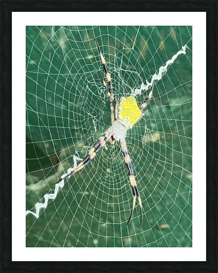 Spider Stretch Picture Frame print