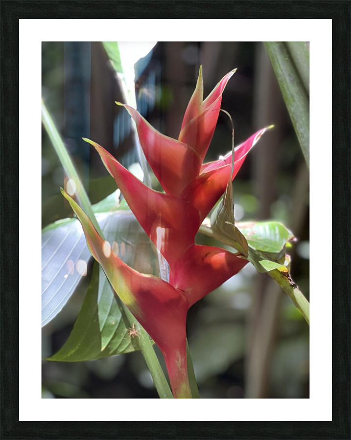 Red Pleasure Picture Frame print