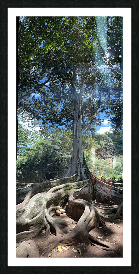 Kauai Fig & Eggs Picture Frame print