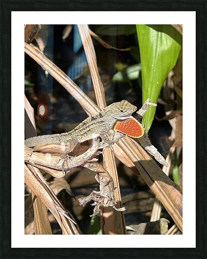 Gecko Challenge Picture Frame print