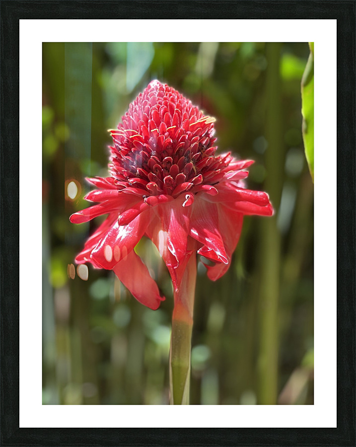 Stunning Red Picture Frame print