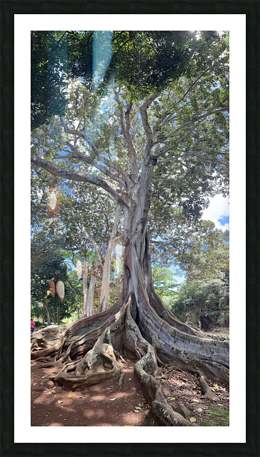 Kauai Fig Picture Frame print