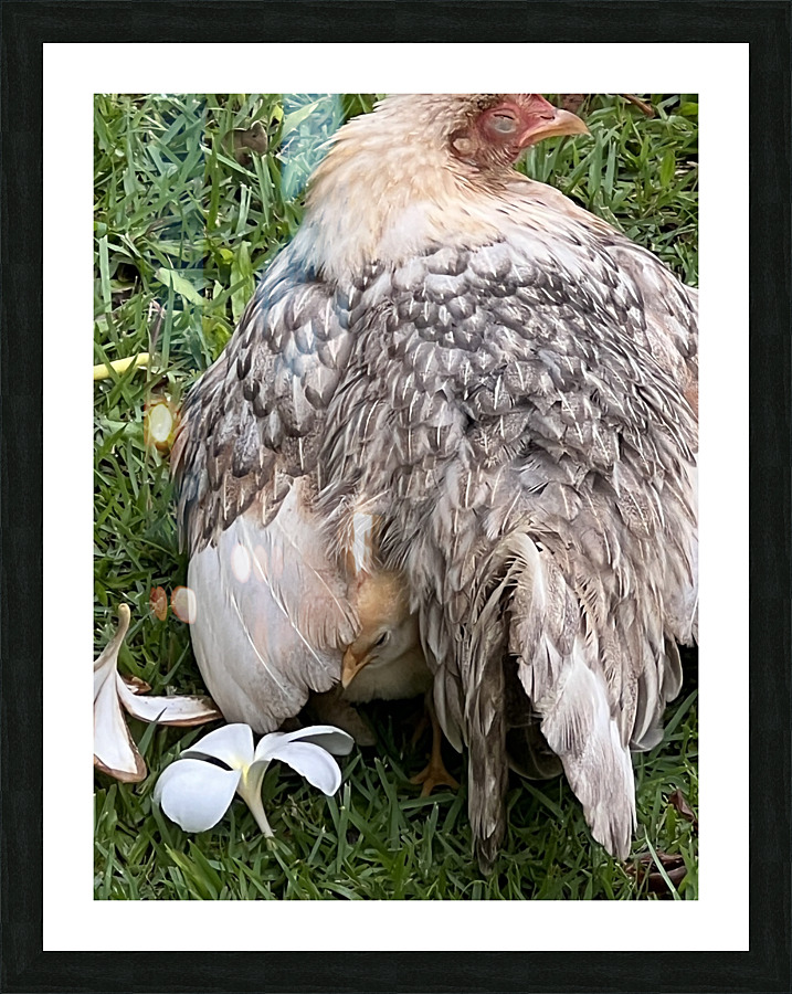 Hen & her chick Picture Frame print