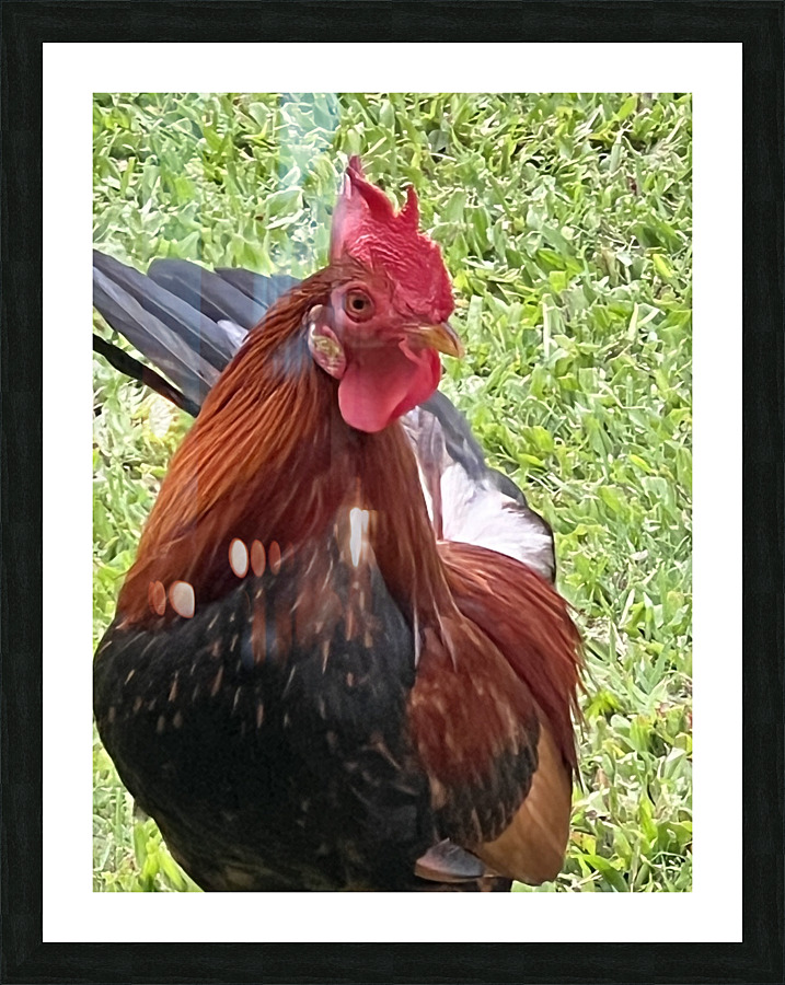 Kauai Rooster Picture Frame print