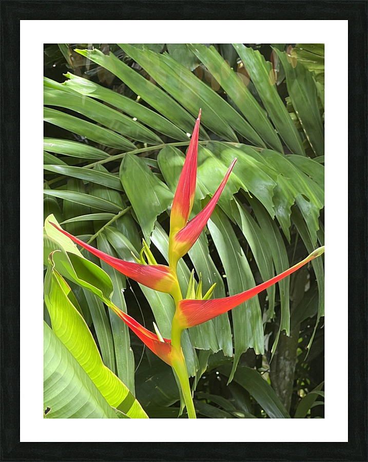 Paradise Alternative Picture Frame print