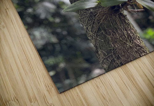 Supported Flower B Austin puzzle