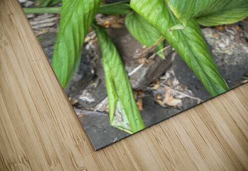Envious Green B Austin puzzle