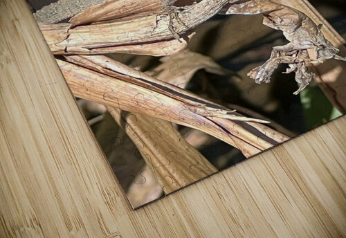 Gecko Challenge B Austin puzzle
