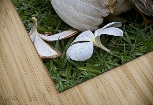 Hen & her chick B Austin puzzle