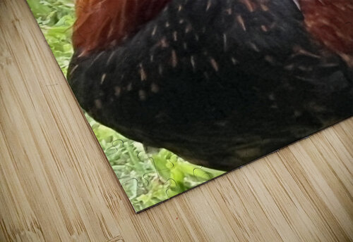 Kauai Rooster B Austin puzzle
