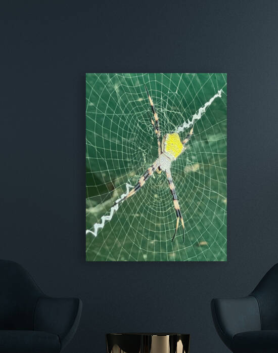 Spider Stretch by B Austin