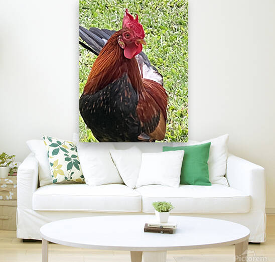 Kauai Rooster by B Austin