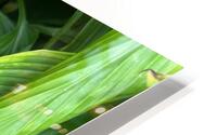 Envious Green HD Metal print