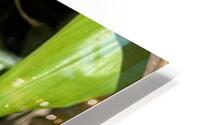 Gecko Challenge HD Metal print