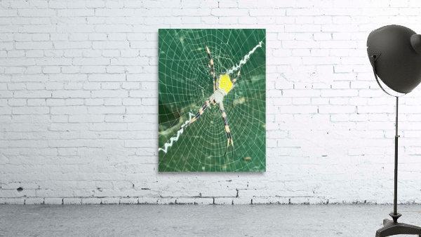 Spider Stretch Wall Preview