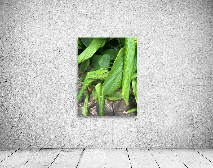 Envious Green Wall Preview