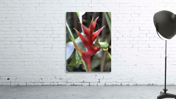 Red Pleasure Wall Preview