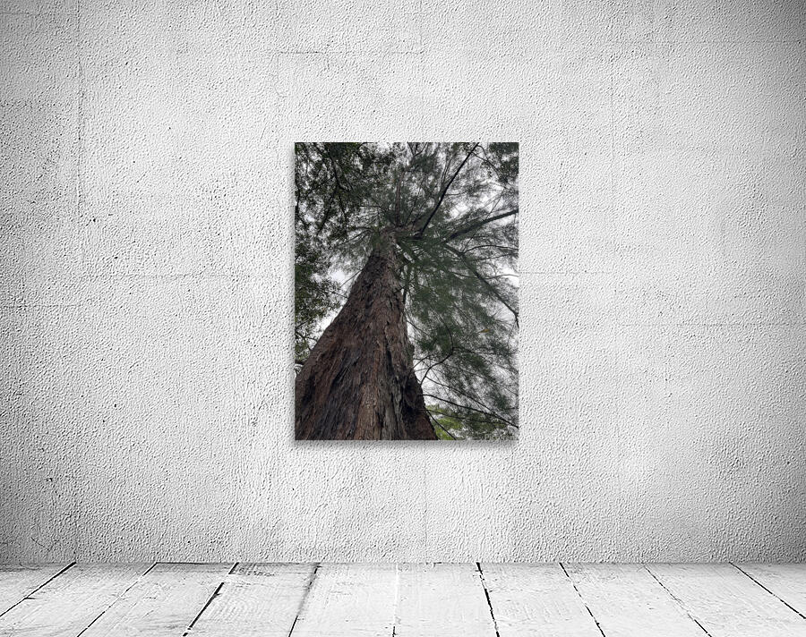 Totally Tree Wall Preview