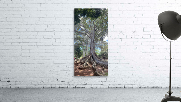 Kauai Fig Wall Preview