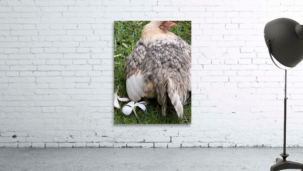 Hen & her chick Wall Preview