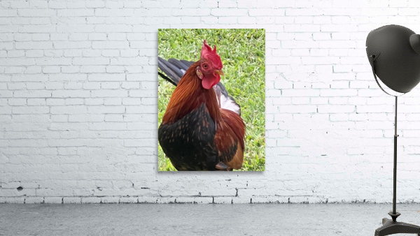 Kauai Rooster Wall Preview