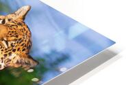 A leopard relaxed lying down high up HD Metal print