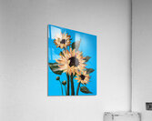 Sunflowers Acrylic Print