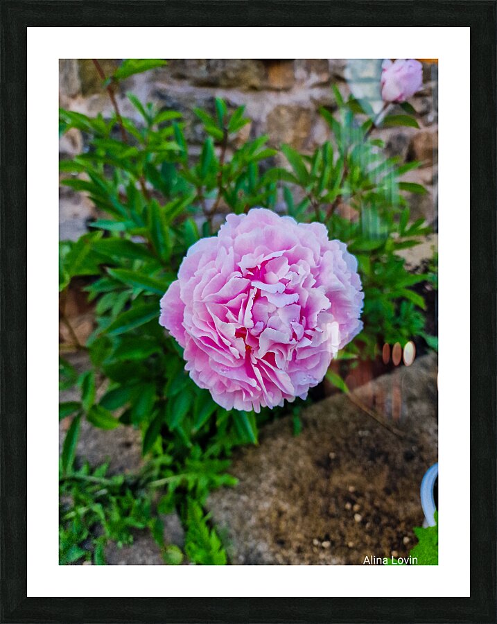 Peony  Picture Frame print
