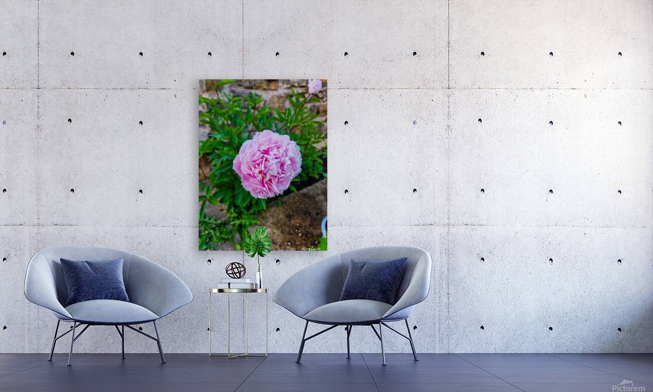 Peony  Reproduction