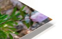 Peony  HD Metal print