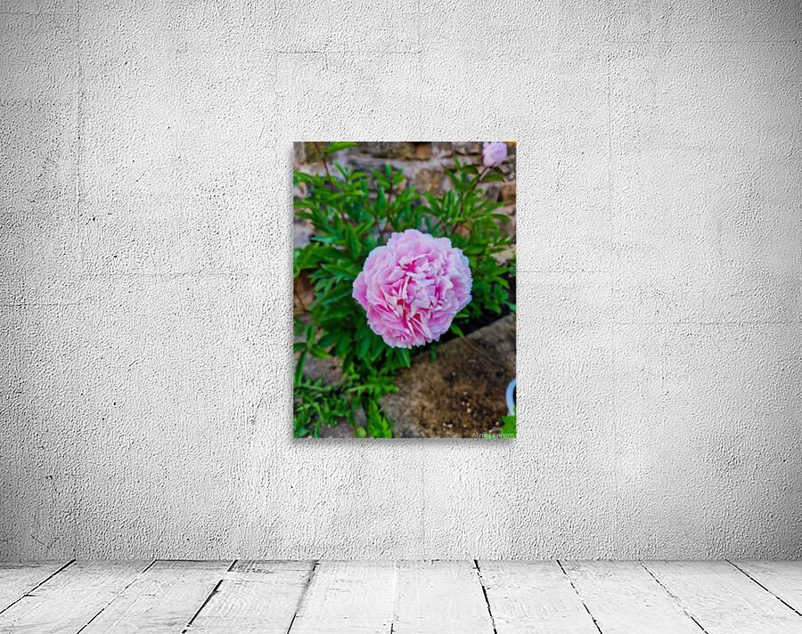 Peony  Wall Preview