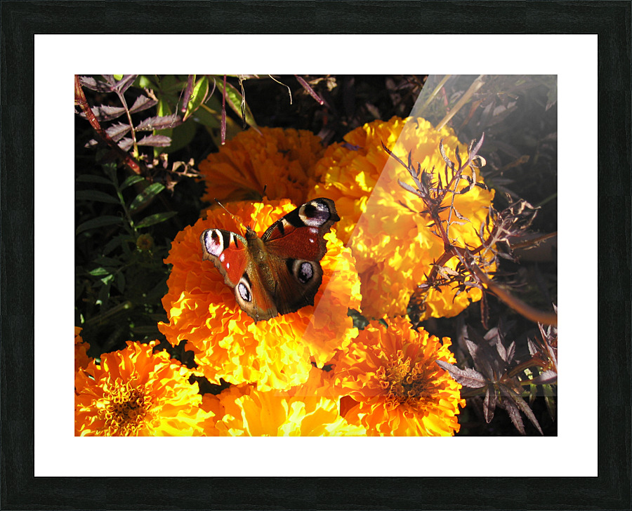 Papillon Picture Frame print