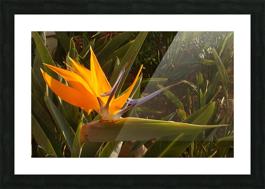 Oiseau du Paradis Picture Frame print